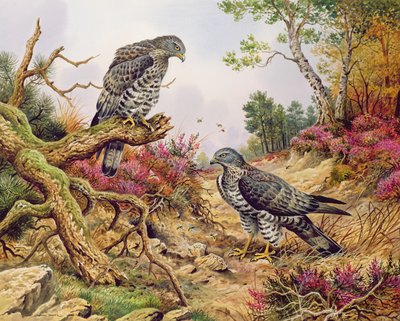 Bondrées apivores - Carl Donner