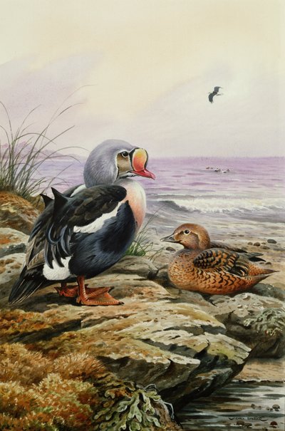 Eider à duvet - Carl Donner
