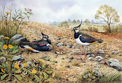 Famille de vanneaux avec chardonnerets - Carl Donner