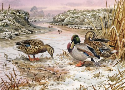 Canards colverts dans un coin tranquille - Carl Donner