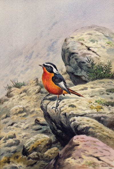Rougequeue de Moussier - Carl Donner