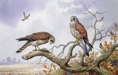 Couple de crécerelles - Carl Donner