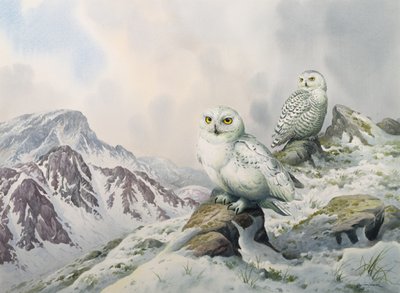 Paire de chouettes des neiges dans les montagnes enneigées, Australie - Carl Donner