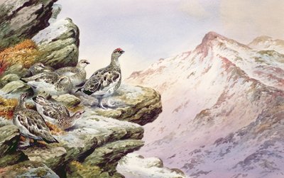 Lagopèdes des hauts sommets - Carl Donner