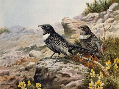 Merles à plastron - Carl Donner