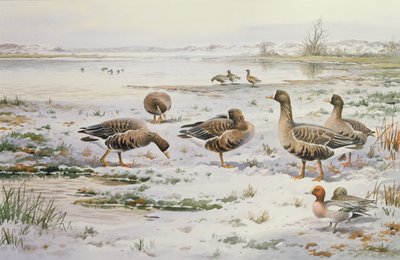 Oies à front blanc - Carl Donner