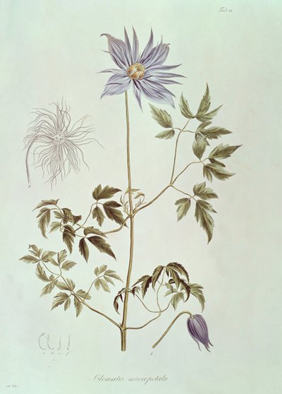 Clematis macropetala, de "Icones Plantarum Floram Rossicam" 1829 - Carl Friedrich von Ledebour