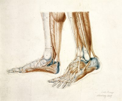 Dessin anatomique des pieds d