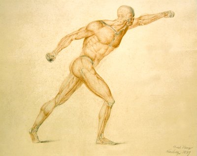 Musculature anatomique d