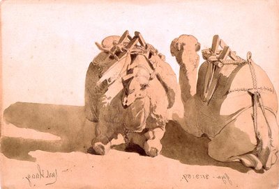 Étude de chameaux - Carl Haag