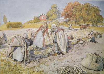 Récolte de pommes de terre - Carl Larsson