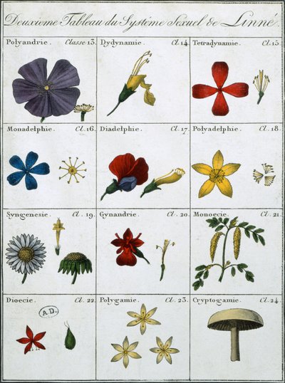 Deuxième Table du Système Sexuel des Plantes de Linné - Carl Linnaeus