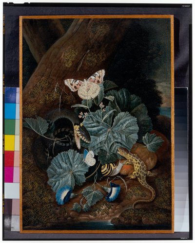 Nature morte de sous-bois avec escargots, serpents, lézards et papillons - Carl Wilhelm de Hamilton