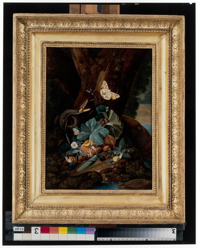 Natures mortes au sol forestier avec escargots, serpents, lézards et papillons - Carl Wilhelm de Hamilton