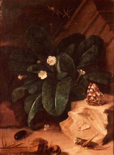 Nature morte avec primevères et insectes - Carl Wilhelm de Hamilton