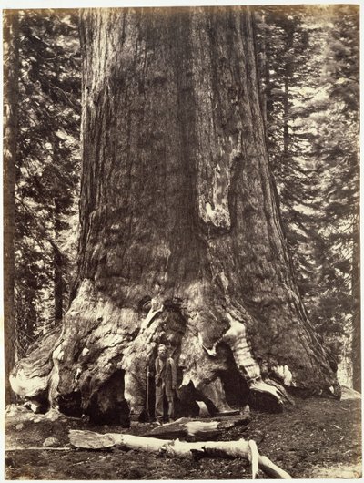 Base du Grizzly Géant, du Livre de Yosemite : Une Description de la Vallée de Yosemite et de la Région Adjacente de la Sierra Nevada, et des Grands Arbres de Californie, par Josiah Dwight Whitney (1819 - Carleton E. Watkins