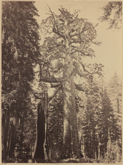 Grizzly Giant, Mariposa Grove - Carleton E. Watkins