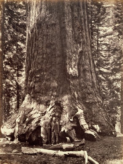 Base du Grizzly Giant, Séquoia géant, Yosemite, Californie, 1868 - Carleton Emmons Watkins