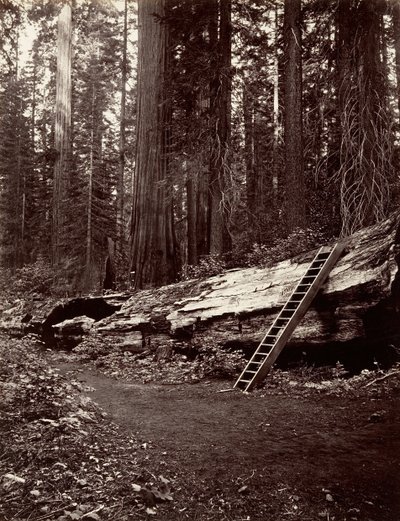 Père de la Forêt, 1865-66, imprimé vers 1876 - Carleton Emmons Watkins