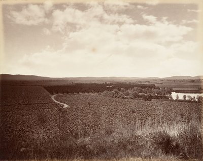 Vignoble du lac et orangeraie, Los Angeles - Carleton Emmons Watkins