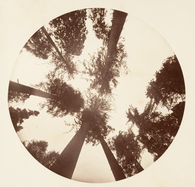 Regard vers le haut parmi les pins à sucre - Calaveras Grove - Carleton Emmons Watkins
