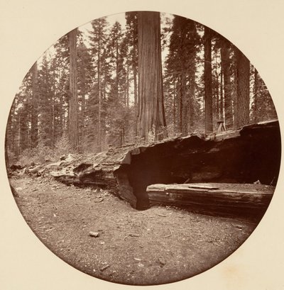 Mammoth Three Grove Hotel Calaveras Co Cal., vers 1878 - Carleton Emmons Watkins