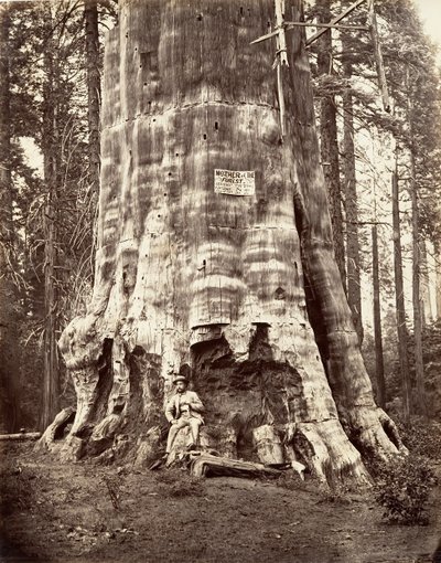 Mère de la forêt - Carleton Emmons Watkins
