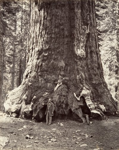 Section du Grizzly Giant, circonférence de 101 pieds - Carleton Emmons Watkins