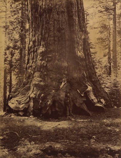 Section du Grizzly Giant avec Galen Clark, Mariposa Grove, Yosemite, 1865-66 - Carleton Emmons Watkins