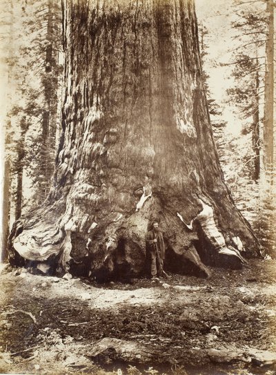 Section du Grizzly Giant avec Galen Clark, Mariposa Grove, Yosemite, 1865-66 - Carleton E. Watkins