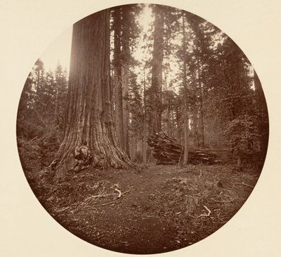 Le Père de la Forêt - C. Grove, vers 1878 - Carleton Emmons Watkins