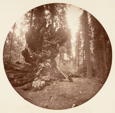 Le Père de la Forêt - Le Côté Cheval. Calaveras Grove - Carleton Emmons Watkins