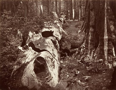 Le Père de la Forêt, circonférence de 112 pieds, Calaveras Grove, 1865-66, imprimé vers 1876 - Carleton Emmons Watkins
