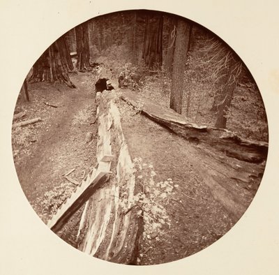 Le Père de la Forêt 450 pieds de long, C. Grove, vers 1878 - Carleton Emmons Watkins