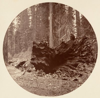 Le Père de la Forêt 450 ft C. Grove, vers 1878 - Carleton Emmons Watkins