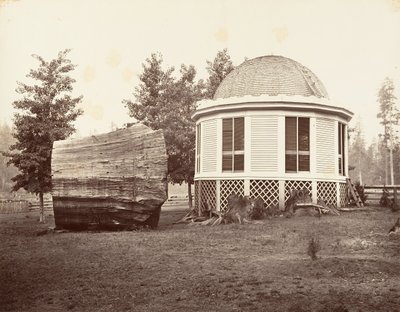 La maison sur une souche d