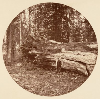 La cabane des mineurs - Calaveras Grove, vers 1878 - Carleton Emmons Watkins
