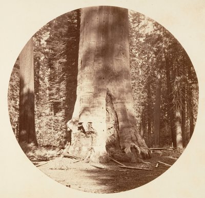 La Mère de la Forêt - Calaveras Grove (vers 1878) - Carleton Emmons Watkins