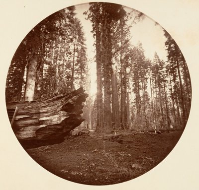 La Mère de la Forêt du Père de la Forêt - Calavaras Grove - Carleton Emmons Watkins