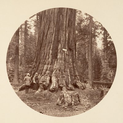 La Fierté de la Forêt - Calaveras Grove, vers 1878 - Carleton Emmons Watkins