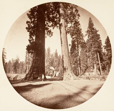 Les Sentinelles - Calaveras Grove - Carleton Emmons Watkins