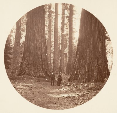 Les Trois Grâces vues à travers le bosquet Bryant et Seward Calaveras, vers 1878 - Carleton Emmons Watkins
