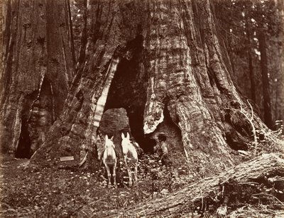 Le Trépied, circonférence de 94 pieds - Carleton Emmons Watkins