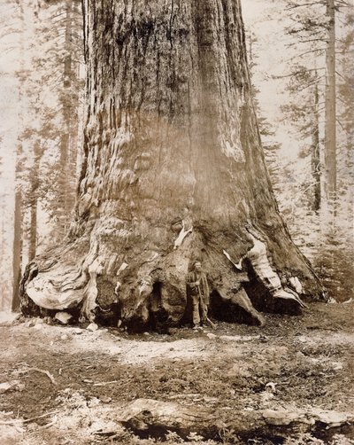 Tronc du "Grizzly Giant", Mariposa Grove, diamètre de 33 pieds, 1861 - Carleton E. Watkins