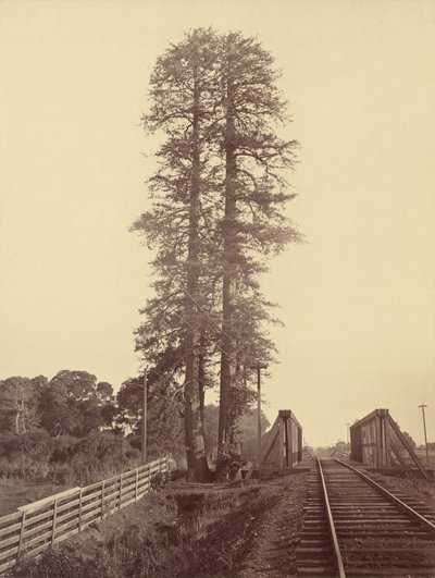 Séquoias jumeaux, Palo Alto, 1870 - Carleton Emmons Watkins