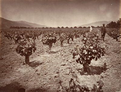 Vignoble du ranch Camulos, 1876, imprimé ca. 1876 - Carleton Emmons Watkins