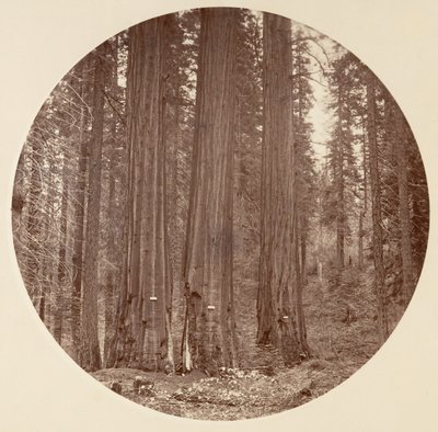 [Parc national de Yosemite, Californie], vers 1878 - Carleton Emmons Watkins