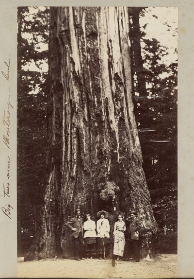 Grands arbres près de Monteray [sic] - Cal. - Carleton Watkins