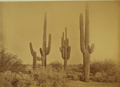 [Cactus, Arizona - Cereus Giganteus] - Carleton Watkins