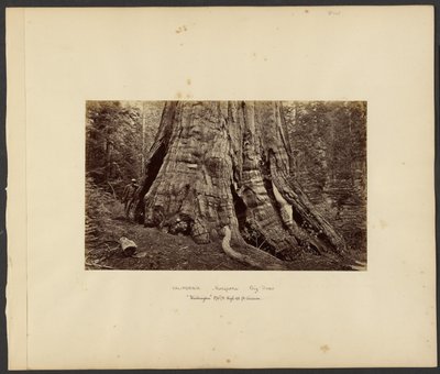 [Californie - Grands arbres de Mariposa, "Washington", hauteur de 10 m, circonférence de 10 m]. - Carleton Watkins